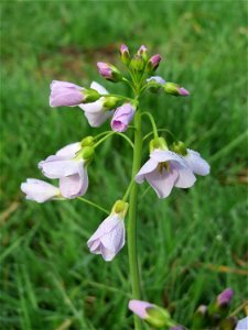 Wiesen-Schaumkraut (Cardamine pratensis) am Staden in Saarbrücken