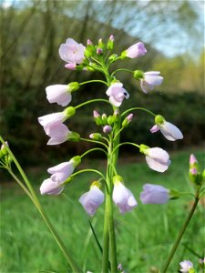 Wiesen-Schaumkraut (Cardamine pratensis) am Staden in Saarbrücken