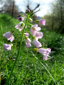 Wiesen-Schaumkraut (Cardamine pratensis) am Staden in Saarbrücken