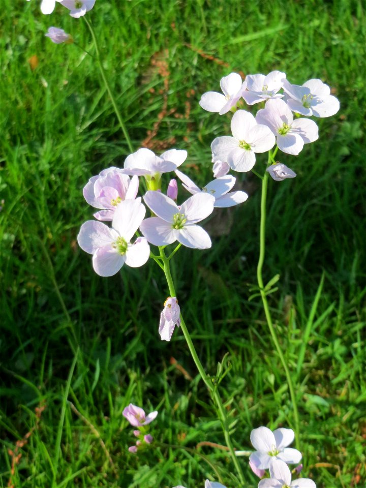 Wiesen-Schaumkraut (Cardamine pratensis) in Hockenheim