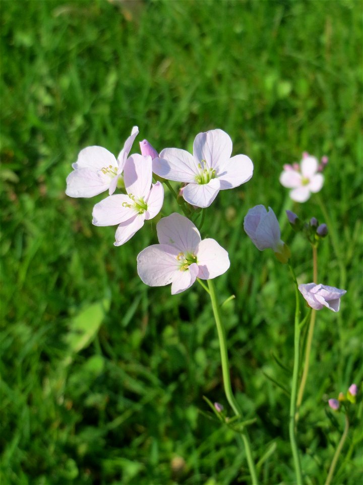 Wiesen-Schaumkraut (Cardamine pratensis) in Hockenheim