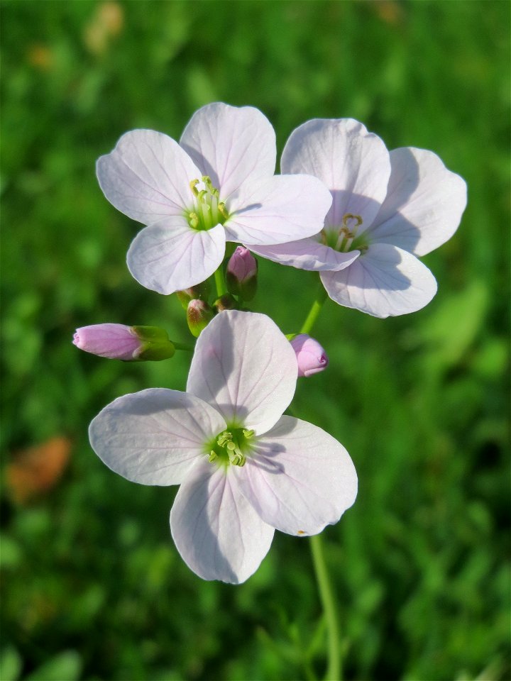 Wiesen-Schaumkraut (Cardamine pratensis) in Hockenheim