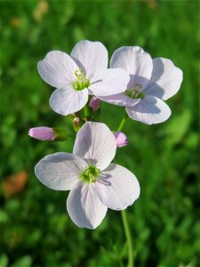 Wiesen-Schaumkraut (Cardamine pratensis) in Hockenheim