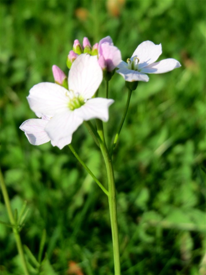 Wiesen-Schaumkraut (Cardamine pratensis) in Hockenheim
