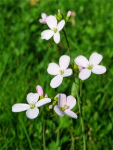 Wiesen-Schaumkraut (Cardamine pratensis) in Hockenheim