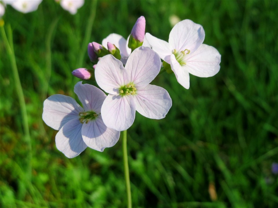 Wiesen-Schaumkraut (Cardamine pratensis) in Hockenheim