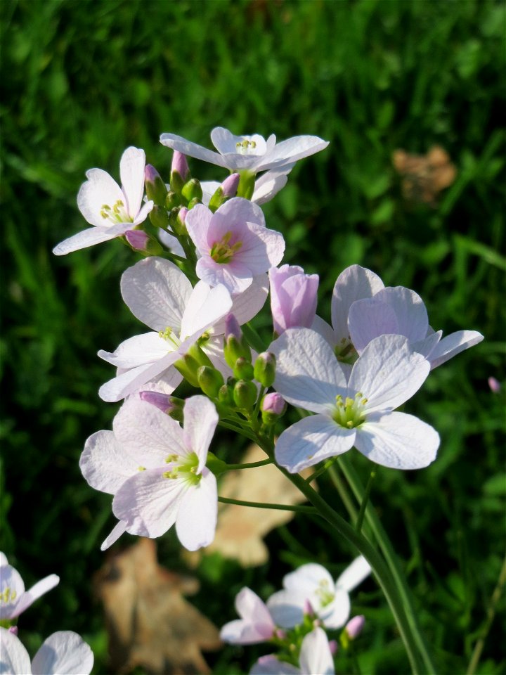 Wiesen-Schaumkraut (Cardamine pratensis) in Hockenheim