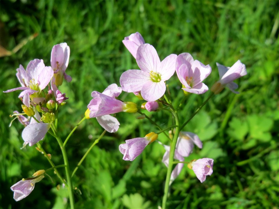Wiesen-Schaumkraut (Cardamine pratensis) in Hockenheim