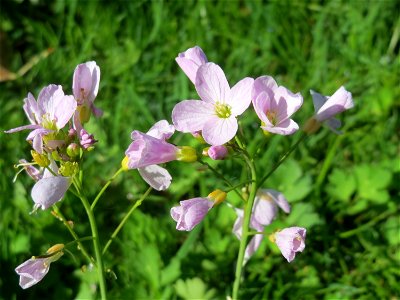 Wiesen-Schaumkraut (Cardamine pratensis) in Hockenheim