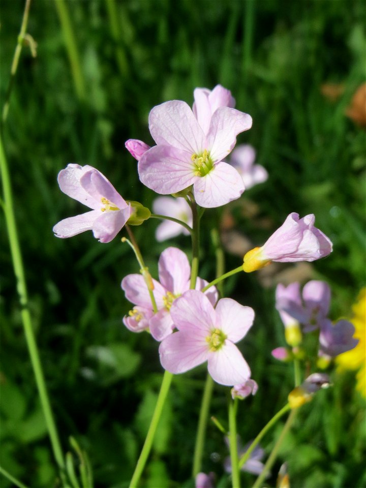 Wiesen-Schaumkraut (Cardamine pratensis) in Hockenheim