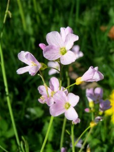 Wiesen-Schaumkraut (Cardamine pratensis) in Hockenheim