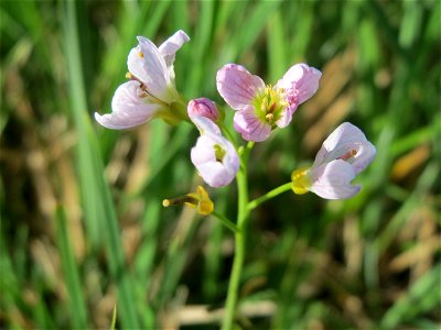 Wiesen-Schaumkraut (Cardamine pratensis) im Naturschutzgebiet Bachwiesen/Leopoldswiesen im Hockenheimer Rheinbogen