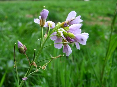 Wiesen-Schaumkraut (Cardamine pratensis) an einer alten Römerstraße im Simbachtal, einst Jakobsweg