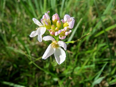 Wiesen-Schaumkraut (Cardamine pratensis) im Naturschutzgebiet Bachwiesen/Leopoldswiesen im Hockenheimer Rheinbogen