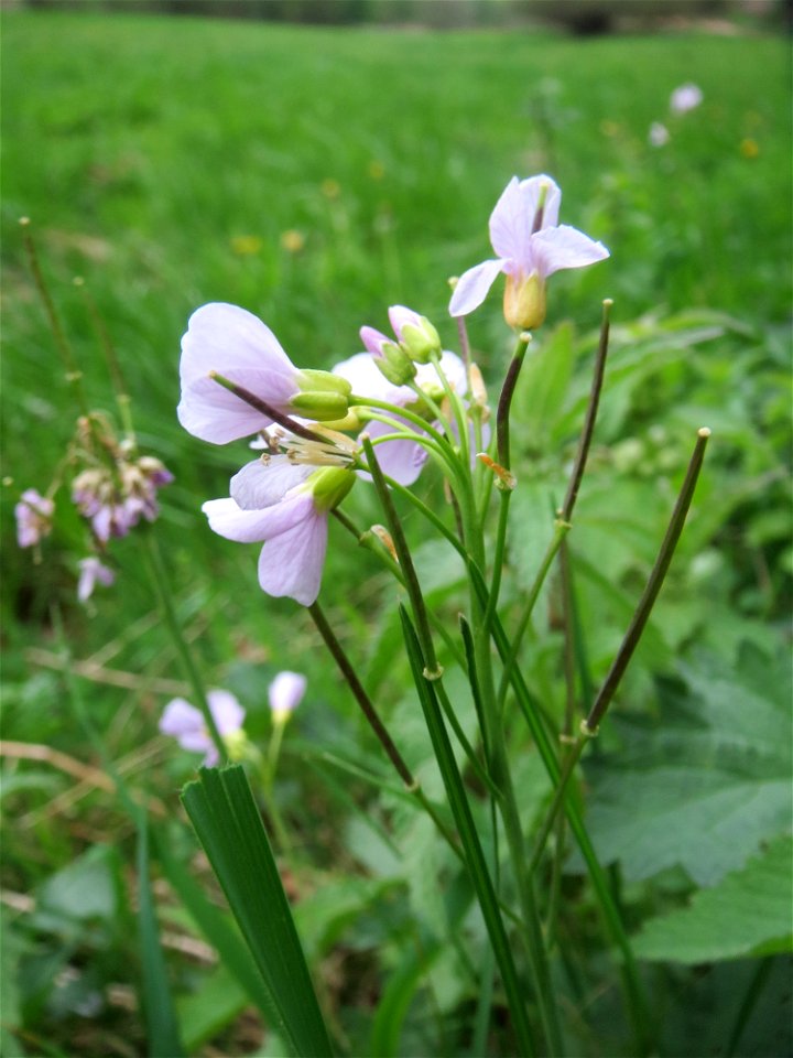 Wiesen-Schaumkraut (Cardamine pratensis) an einer alten Römerstraße im Simbachtal, einst Jakobsweg