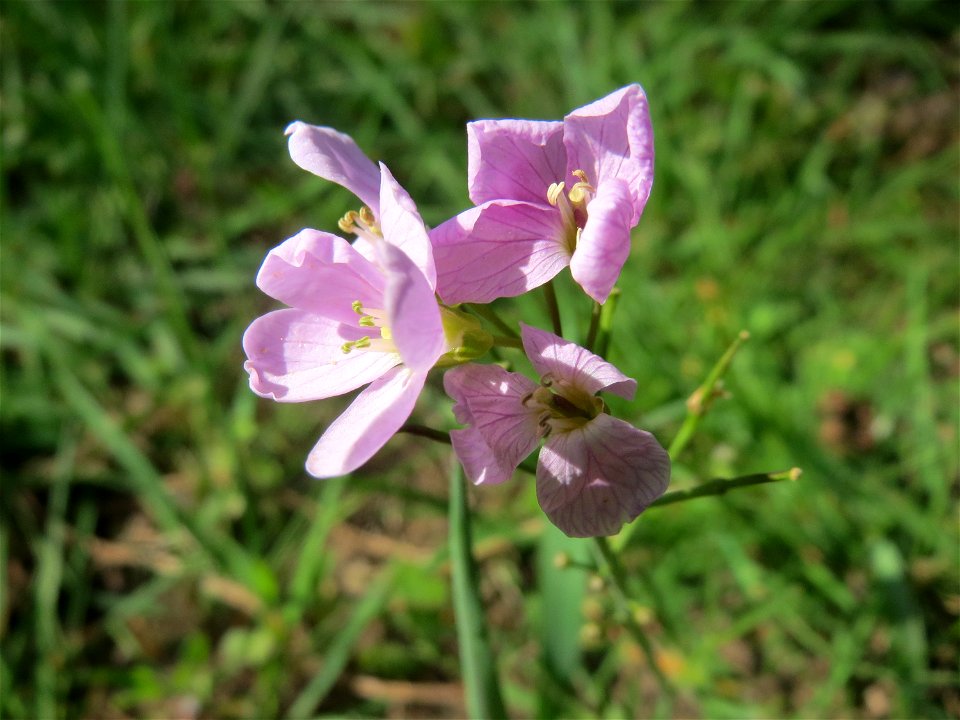 Wiesen-Schaumkraut (Cardamine pratensis) am Tabaksweiher in Sankt Arnual