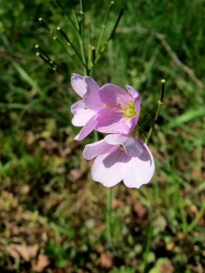 Wiesen-Schaumkraut (Cardamine pratensis) am Tabaksweiher in Sankt Arnual
