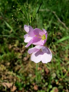 Wiesen-Schaumkraut (Cardamine pratensis) am Tabaksweiher in Sankt Arnual