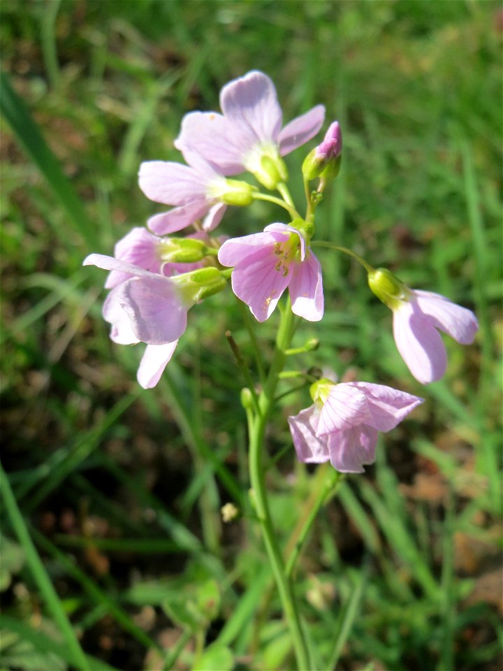 Wiesen-Schaumkraut (Cardamine pratensis) am Tabaksweiher in Sankt Arnual
