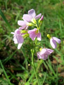 Wiesen-Schaumkraut (Cardamine pratensis) am Tabaksweiher in Sankt Arnual