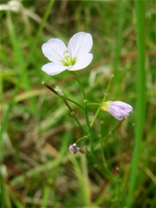 Wiesen-Schaumkraut (Cardamine pratensis) im Naturschutzgebiet „St. Arnualer Wiesen“ photo