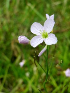 Wiesen-Schaumkraut (Cardamine pratensis) im Naturschutzgebiet „St. Arnualer Wiesen“