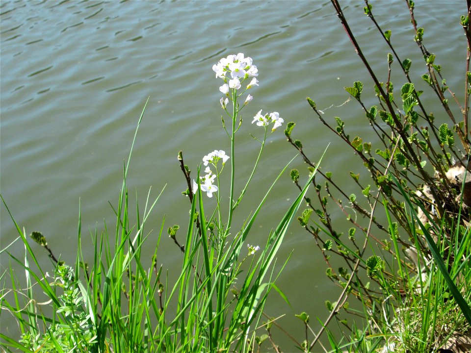Wiesen-Schaumkraut (Cardamine pratensis) an der Saar in Saarbrücken