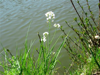Wiesen-Schaumkraut (Cardamine pratensis) an der Saar in Saarbrücken