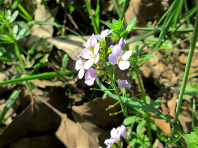 Wiesen-Schaumkraut (Cardamine pratensis) an der Saar in Saarbrücken