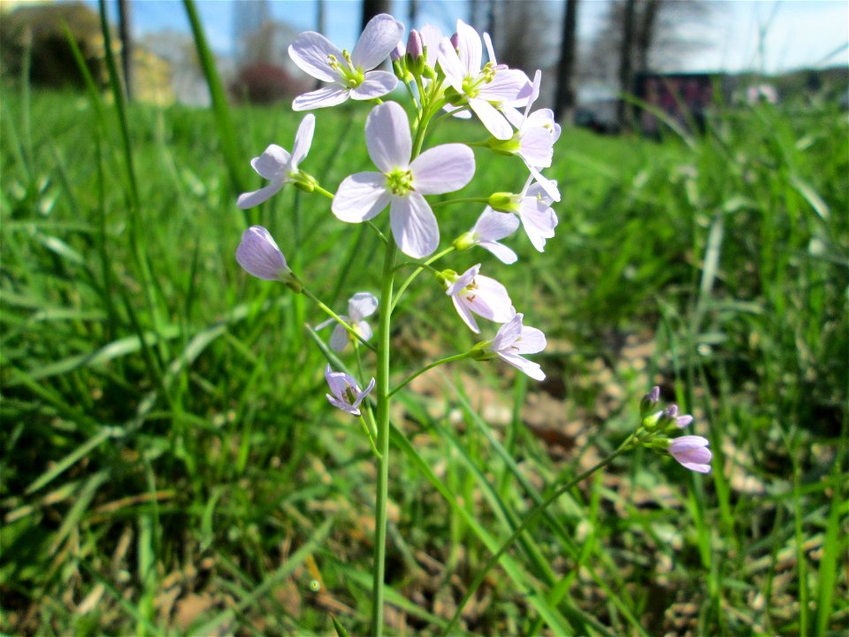 Wiesen-Schaumkraut (Cardamine pratensis) an der Saar in Saarbrücken