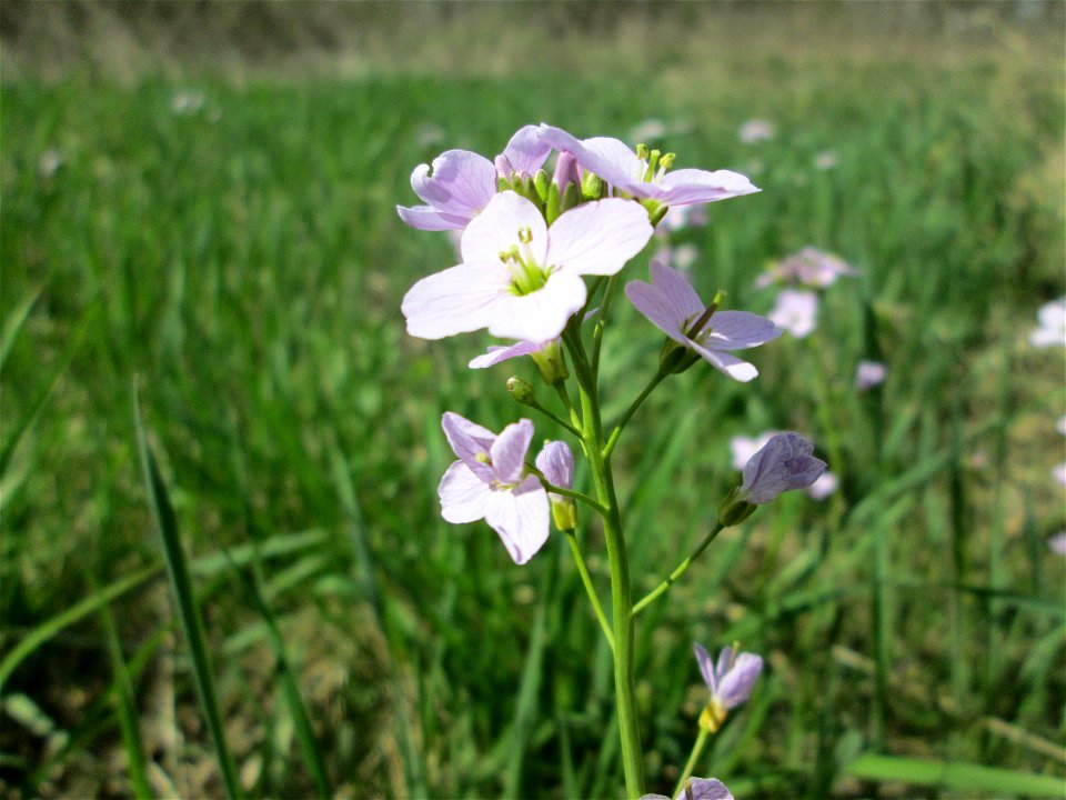Wiesen-Schaumkraut (Cardamine pratensis) in Güdingen-Unner