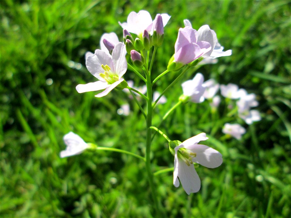 Wiesen-Schaumkraut (Cardamine pratensis) am Staden in Saarbrücken