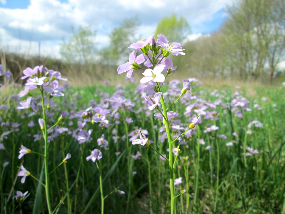 Wiesen-Schaumkraut (Cardamine pratensis) in Güdingen-Unner