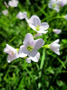 Wiesen-Schaumkraut (Cardamine pratensis) am Staden in Saarbrücken