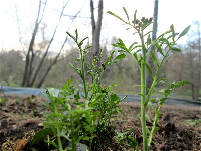 erstes Wiesen-Schaumkraut (Cardamine pratensis) am Tabaksweiher in Sankt Arnual