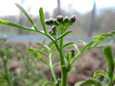 erstes Wiesen-Schaumkraut (Cardamine pratensis) am Tabaksweiher in Sankt Arnual