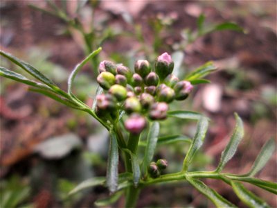 erstes Wiesen-Schaumkraut (Cardamine pratensis) am Tabaksweiher in Sankt Arnual