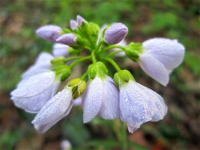 Wiesen-Schaumkraut (Cardamine pratensis) im Brettwald bei Malsch