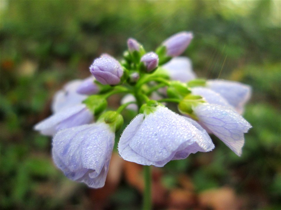 Wiesen-Schaumkraut (Cardamine pratensis) im Brettwald bei Malsch