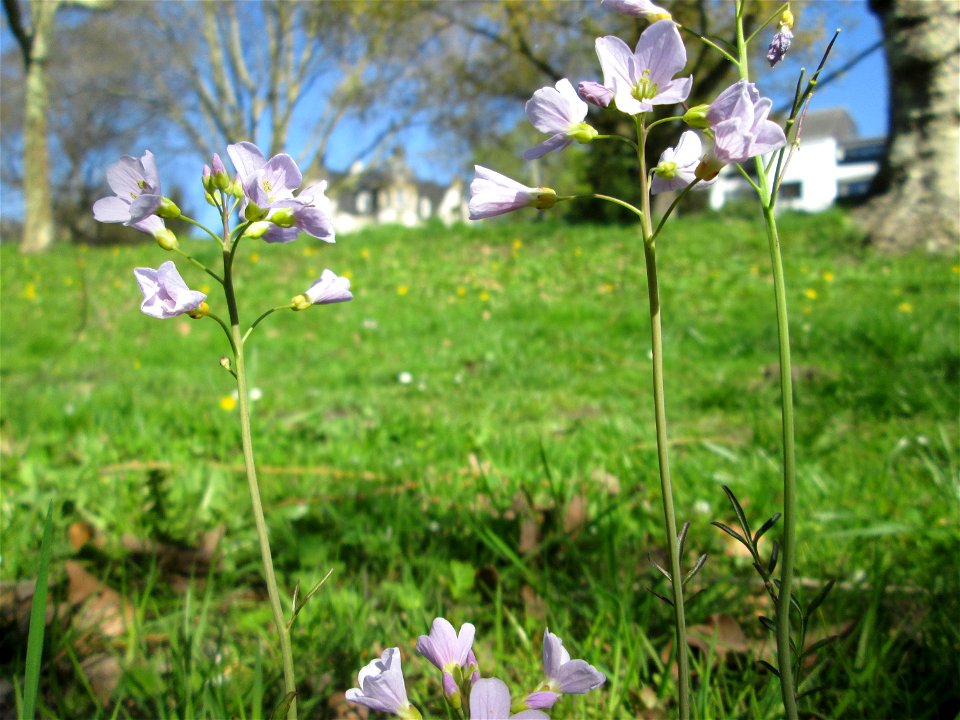 Wiesen-Schaumkraut (Cardamine pratensis) am Staden in Saarbrücken