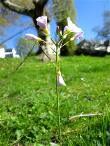 Wiesen-Schaumkraut (Cardamine pratensis) am Staden in Saarbrücken