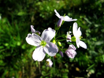 Wiesen-Schaumkraut (Cardamine pratensis) in Alt-Saarbrücken