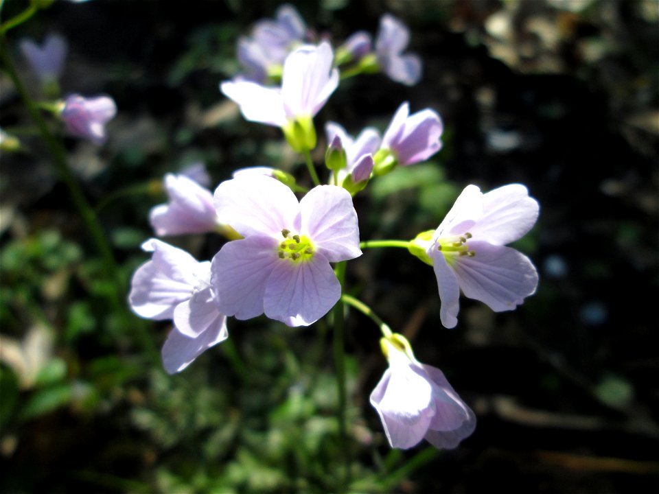 Wiesen-Schaumkraut (Cardamine pratensis) am Staden in Saarbrücken