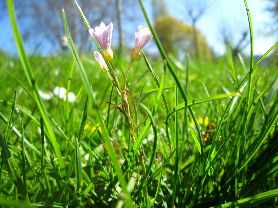 Wiesen-Schaumkraut (Cardamine pratensis) am Staden in Saarbrücken