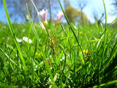 Wiesen-Schaumkraut (Cardamine pratensis) am Staden in Saarbrücken