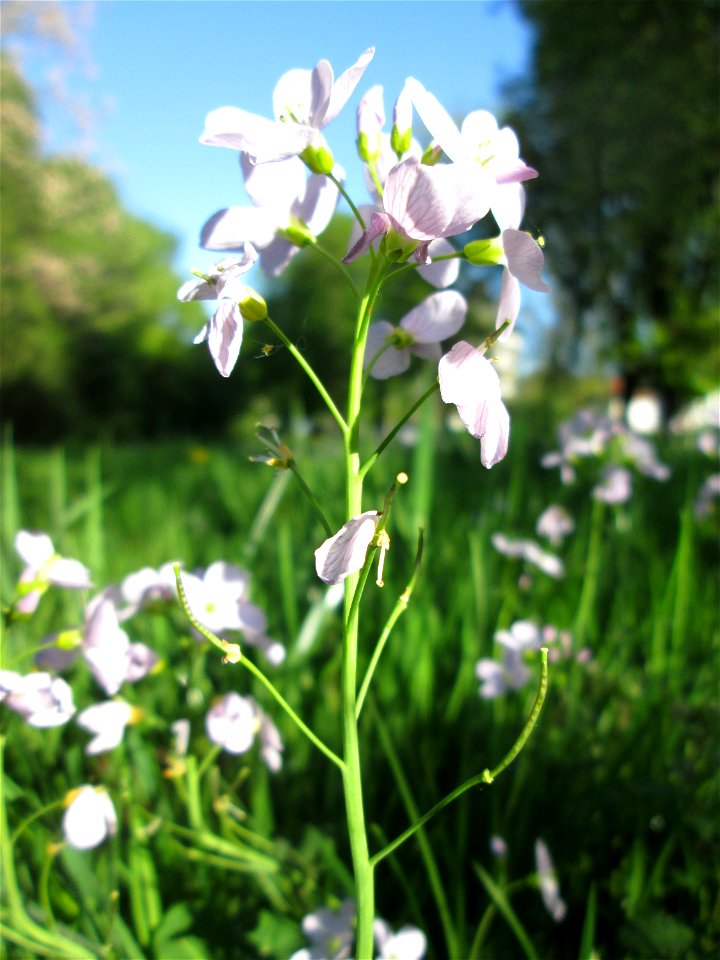 Wiesen-Schaumkraut (Cardamine pratensis) in Sankt Arnual