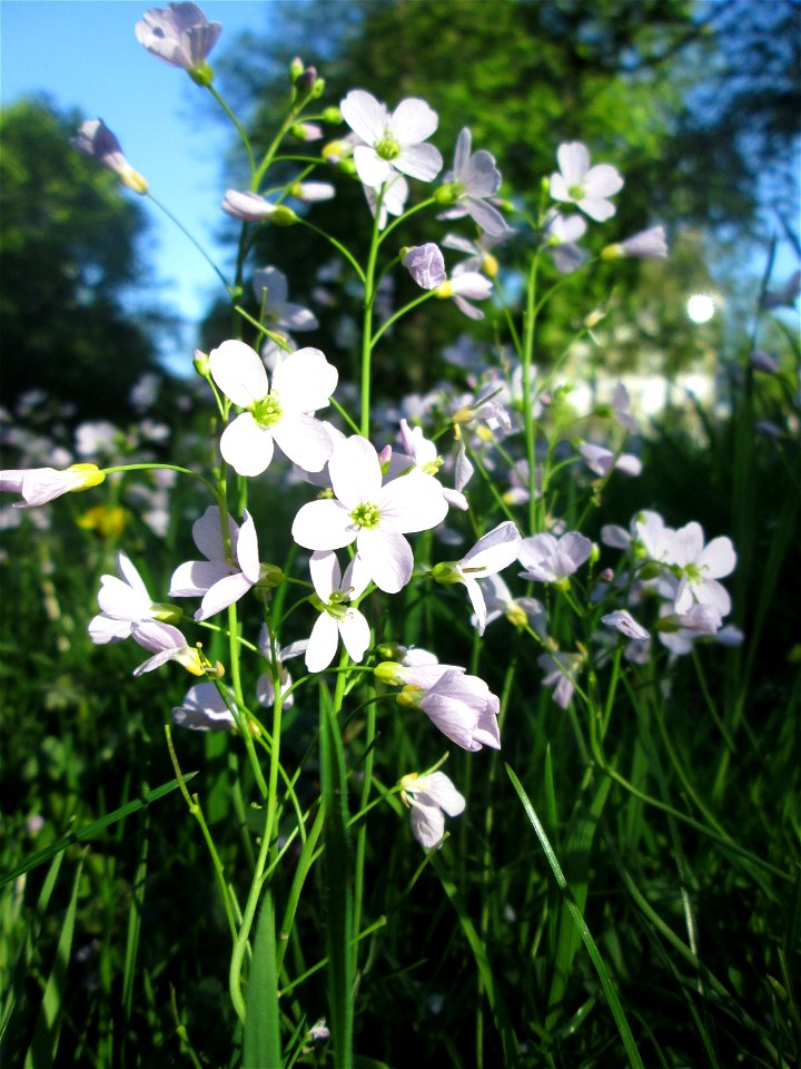 Wiesen-Schaumkraut (Cardamine pratensis) in Sankt Arnual