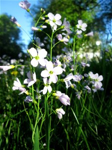 Wiesen-Schaumkraut (Cardamine pratensis) in Sankt Arnual