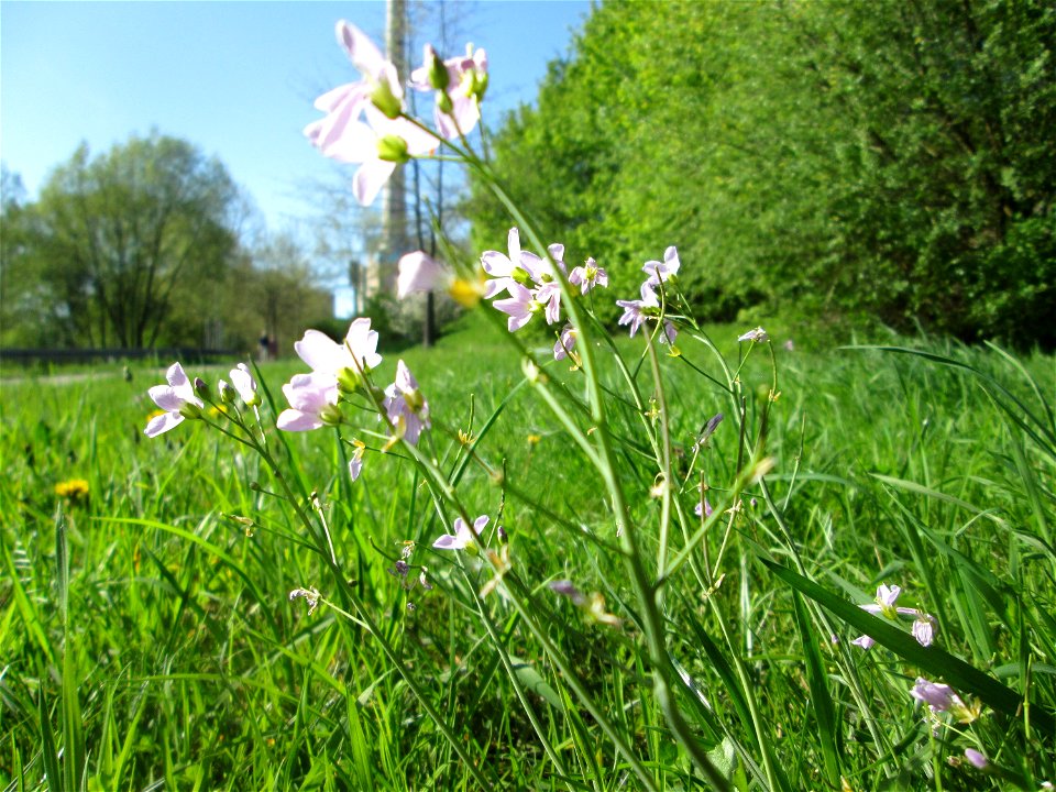 Wiesen-Schaumkraut (Cardamine pratensis) in Saarbrücken