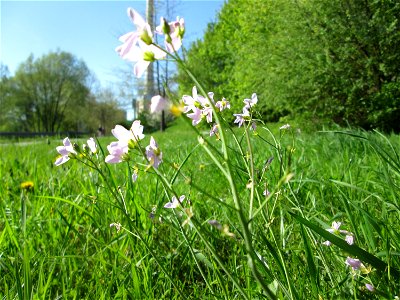 Wiesen-Schaumkraut (Cardamine pratensis) in Saarbrücken